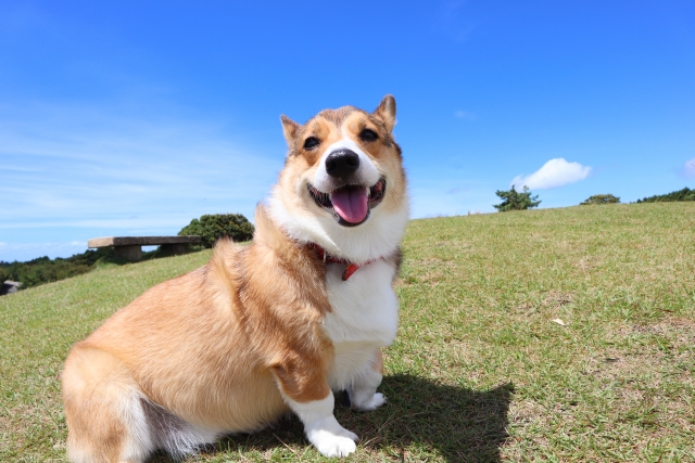 犬連れハイキング関東編 神奈川 埼玉 東京 自然を楽しむ6選 れもんログ