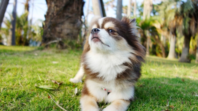 関西でグランピング 犬okペット可で楽しめる施設24選 れもんログ