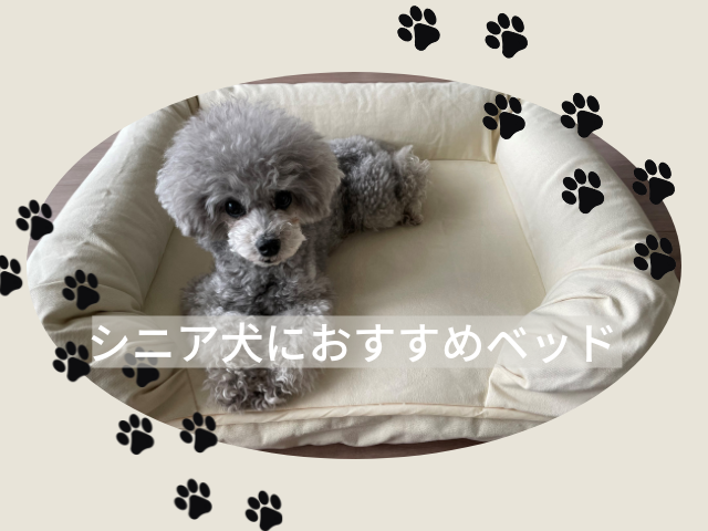 シニア犬のベッドでおすすめ！老犬用洗える丈夫で足腰に優しいベッドを紹介 | れもんログ